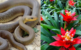 3 cây vừa trấn trạch vừa đuổi rắn: Nhà giàu thích trồng