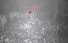 Đặt camera giữa rừng sâu, các nhà khoa học tình cờ phát hiện loài vật đã công bố tuyệt chủng gần 100 năm