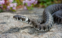 5 sai lầm khiến rắn muốn "ghé thăm" ngôi nhà của bạn và cách ngăn chặn