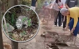 Thả 400 con mèo "phóng sinh" gây phẫn nộ ở Trung Quốc