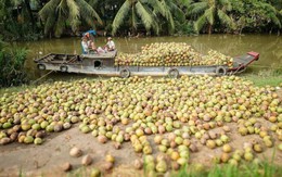 Đặc sản triệu đô của Việt Nam bất ngờ lao dốc cực mạnh: Vì sao nên nỗi?