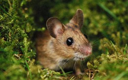 6 loại cây đuổi chuột tốt nhất mà bạn có thể mua cho sân vườn của mình