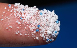 Lần đầu tiên phát hiện vi nhựa trong 1 loại hải sản nhiều người mê