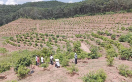 Trung Quốc tuyên bố vừa thử nghiệm thành công sầu riêng tại Vân Nam: Hướng tới giấc mơ “tự do sầu riêng”, diện tích trồng ra sao?