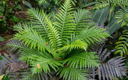 Lần đầu tiên Trung Quốc phát hiện đất hiếm trong cây khiến thế giới sửng sốt, tiềm năng thay đổi tương lai ngành khai khoáng