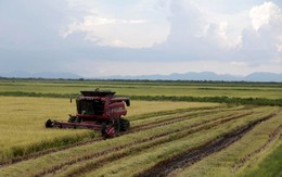 Phép màu nông nghiệp Việt tại Cuba: Một công ty tư nhân giúp tăng 350% năng suất lúa, có thể mở rộng diện tích trồng lên 5.000 ha