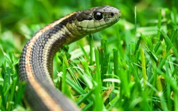 5 loại cây khiến rắn cực kỳ khó chịu