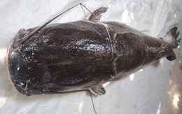 Săn “thủy quái” trên dòng sông chảy ngược ở Tây nguyên