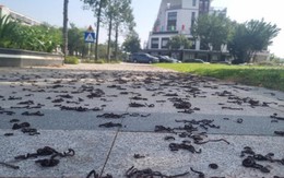 Kinh hãi hàng nghìn con giun đất bò lên vỉa hè, chết khô