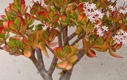 3 cây càng trồng lâu gia đình càng hưng thịnh, con cháu đời sau dễ thành tài