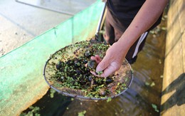 Tìm ra “mỏ vàng" trong ao, lão nông Hưng Yên mở lối đổi đời