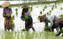 Buồn của các quốc gia xuất khẩu gạo châu Á: Ông trùm nhập khẩu lớn thứ 3 thế giới sắp dư thừa đến 4 triệu tấn gạo, nối gót Philippines tiếp tục ngừng nhập khẩu