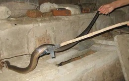 6 góc trong nhà rắn thích chui vào nhất