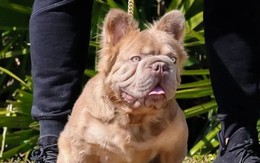 Chú Bulldog đắt nhất thế giới có giá 3 tỷ đồng sở hữu những nét đẹp hiếm có