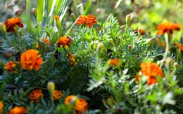 1 loại cây đuổi muỗi và rắn hiệu quả: Nhà nào cũng nên trồng