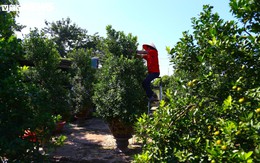 Đón Tết Bính Ngọ, khách sớm xuống tiền đặt cọc quất cảnh vì lo 'cháy hàng'