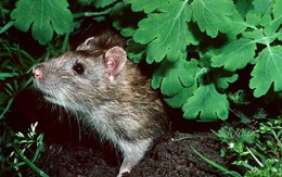 6 cách đuổi chuột tự nhiên tốt nhất, không cần đến hóa chất