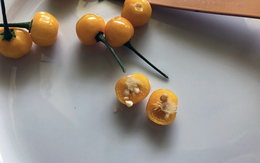 Việt Nam trồng được loại gia vị đắt nhất hành tinh, lên tới hơn 900 triệu/kg