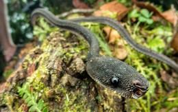 Loài rắn kỳ lạ hiếm khi vượt quá 60 cm, được người dân coi là "rồng sống": Có cách phòng vệ rất đặc biệt