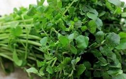 Mỹ đánh giá đây là “vua của các loại rau”, chứa đầy dưỡng chất quý, người Việt đã ăn từ lâu