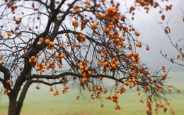 Loại cây tượng trưng cho thịnh vượng và may mắn: Trồng 1 cây trong nhà thêm được 10 lợi ích sức khỏe