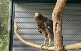 Thấy chim lạ bị thương đậu ở cột buồm ghe, người đàn ông mang về chăm sóc - hoá ra là loài quý hiếm