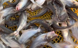 Loại cá được ví như "vàng trắng" của Việt Nam, người Mỹ, Trung Quốc rất thích: Ít xương dăm, không tanh