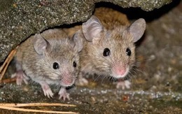 Chuột rất sợ những loại cây này, biết cách trồng thì chẳng lo chúng phá phách