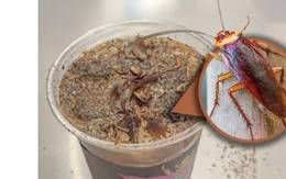 Cà phê gián gây sốc ở Trung Quốc