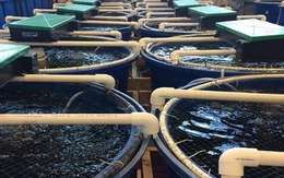 Vượt Mỹ, TQ chi hơn 1 tỷ USD mua sản vật dưới nước của VN: Nước ta có công nghệ chế biến dẫn đầu thế giới