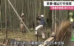 Du khách khắc bậy chi chít vào rừng tre biểu tượng, Nhật Bản đưa ra quyết định sốc