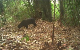 Đặt camera giữa rừng sâu, các nhà bảo tồn bất ngờ phát hiện loài vật cực kỳ quý hiếm vắng bóng hơn 20 năm