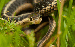 6 dấu hiệu cho thấy vườn nhà đang có rắn và cách xử lý