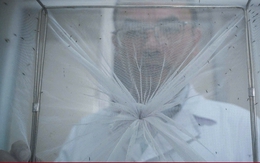 Bên trong 'công xưởng' nuôi muỗi để dập dịch sốt xuất huyết