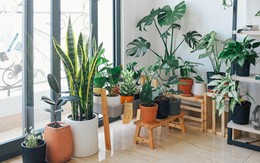 Không phải mê tín: 6 loại cây cảnh trồng trong nhà giúp cả gia đình “vượng khí”, detox không khí mùa lạnh