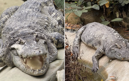 "Nằm im cũng dính đạn": Cá sấu Thảo Cầm Viên được rửa oan và lại gây bão mạng