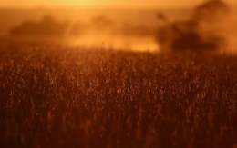 2 tháng liền Trung Quốc không mua dù chỉ 1 hạt mặt hàng then chốt của Mỹ, nông dân trông chờ gì vào tương lai?