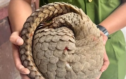 Phát hiện con vật quý hiếm trong sách đỏ khi đi làm đồng