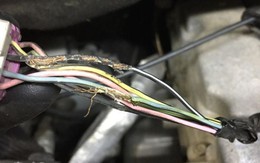 Chuột cắn xe: Cơn ác mộng đốt tiền nhiều chủ xe phải chịu đựng