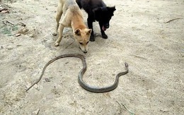 4 loài vật khiến rắn sợ run như cầy sấy