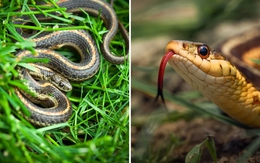 5 dấu hiệu trong sân vườn cho thấy có rắn đang trú ngụ nhưng nhiều người không biết