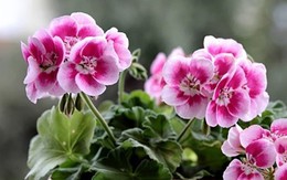 8 loại cây cảnh không phù hợp đặt ở phòng làm việc