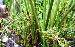 Việt Nam sở hữu loại gia vị đắt bậc nhất thế giới, thu về chục triệu USD/năm