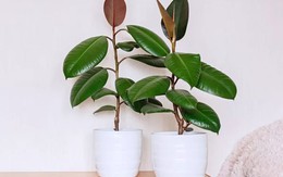 9 loại cây dù đẹp đến mấy cũng không nên đặt trong phòng ngủ