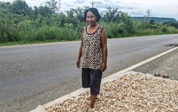 Buồn của nông dân Campuchia: Thái Lan ngừng mua hàng triệu tấn mặt hàng chủ chốt, giá rớt thảm xuống chỉ còn hơn 1.000 đồng/kg, cạnh tranh đã khó càng thêm khó