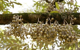 Ngành kinh tế tỷ đô của Việt Nam thiết lập một kỷ lục mới