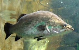 1 bộ phận của cá là biểu tượng của sự giàu có tại Trung Quốc: Cực bổ dưỡng nhưng người Việt hay vứt đi