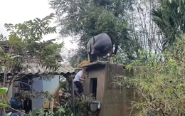 Hy hữu: Trâu 'chờ' chủ trên mái nhà sau lũ