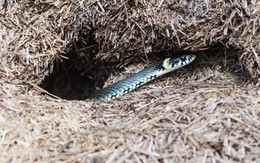 10 dấu hiệu cho thấy rắn có thể đã bò vào nhà hoặc sân vườn, gia chủ cần biết để giữ an toàn