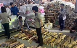 Việt Nam tiêu huỷ nhiều tấn ngà voi, vảy tê tê, xương sư tử